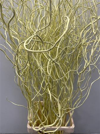 Salix 130cm Light Yellow