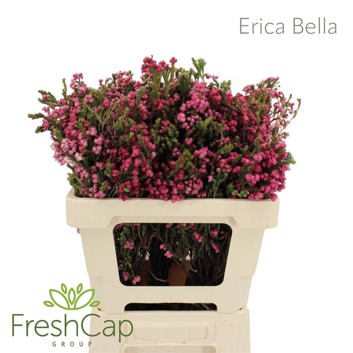 <h4>Erica Bella</h4>