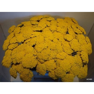 Achillea F Park Variety