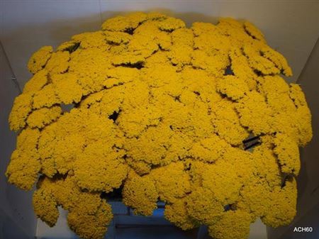 <h4>Achillea F Park Variety</h4>