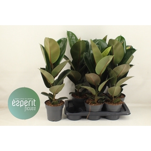 FIC EL ROBUSTA