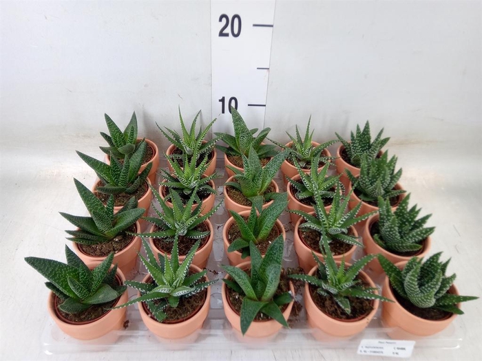 <h4>Aloe   ...mix</h4>