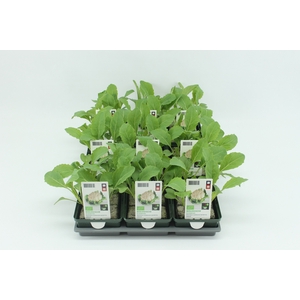 BKH Groente 50020 bio Bloemkool (set x9)