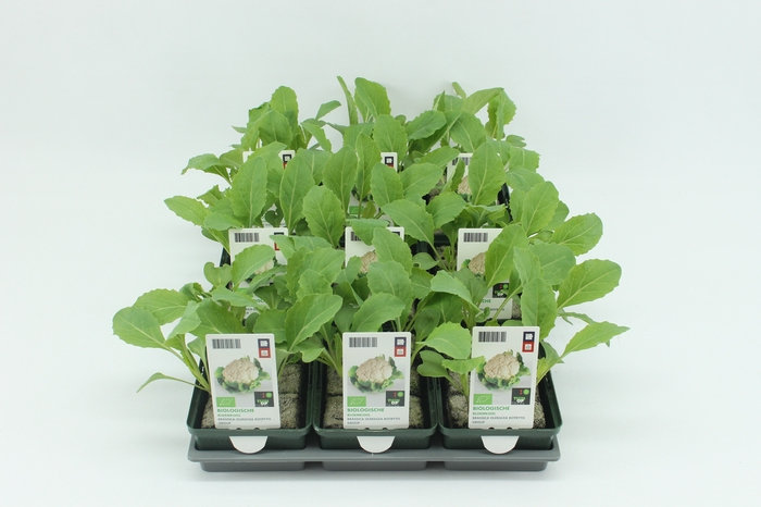<h4>BKH Groente 50020 bio Bloemkool (set x9)</h4>