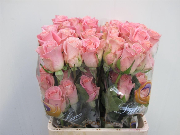 <h4>R Gr Hermosa Ll</h4>