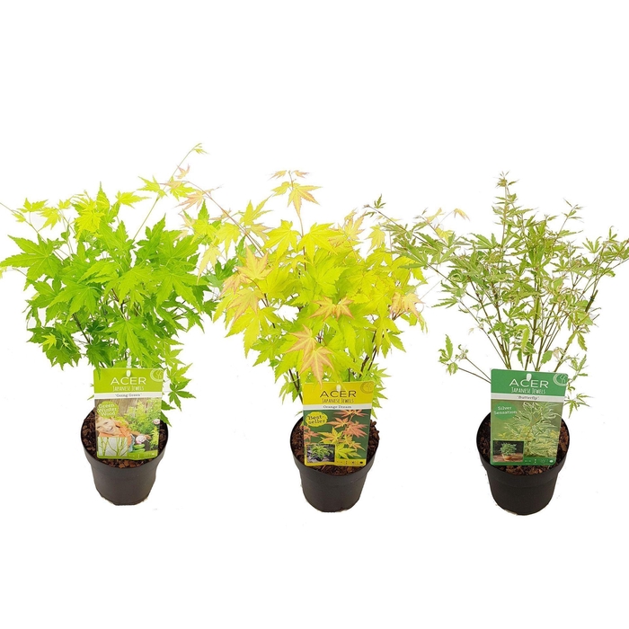 <h4>Acer palmatum</h4>