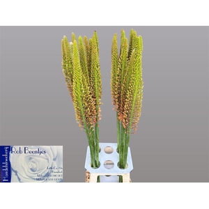 Eremurus Cleopatra