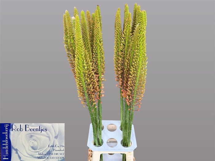 <h4>Eremurus Cleopatra</h4>