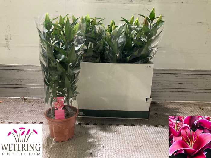 <h4>LIL OR SUNNY KEYS</h4>