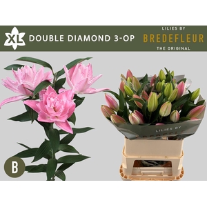 LI OR DU DOU DIAMOND 3+