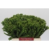 Kaaps Groen Albigreen