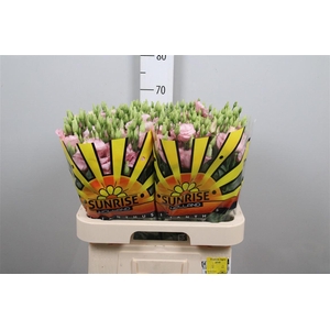 Eus G Lisanne L Pink