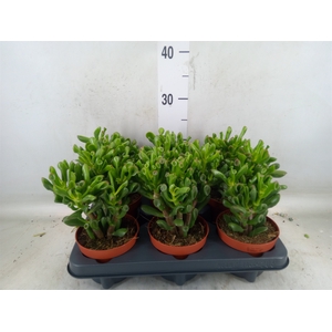 Crassula ovata 'Trompet'