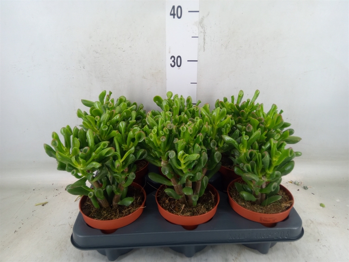 <h4>Crassula ovata 'Trompet'</h4>