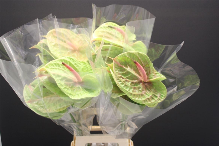 <h4>Anthurium Pistache</h4>