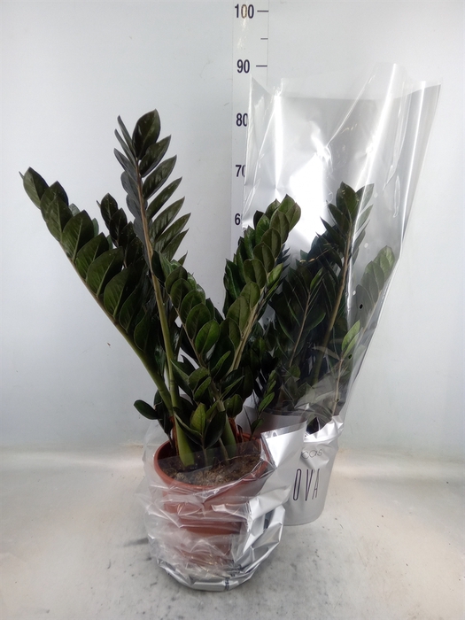 <h4>Zamioculcas zamiifolia 'Super Nova'</h4>