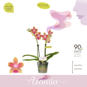 Aromio Spring 2 spike