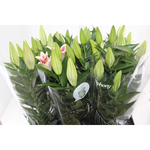 LIRIO AFTER EIGHT P16