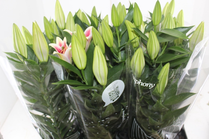 <h4>LIRIO AFTER EIGHT P16</h4>