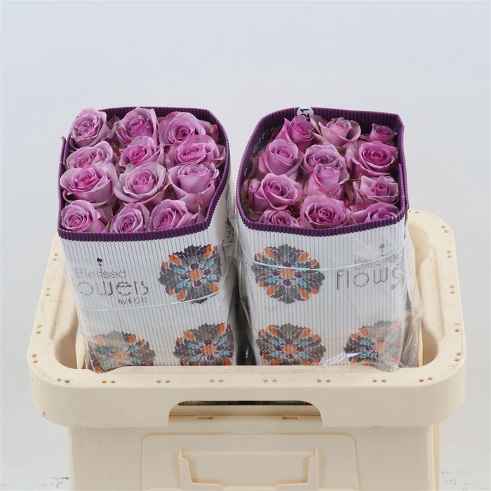 <h4>R GR COOL WATER!</h4>