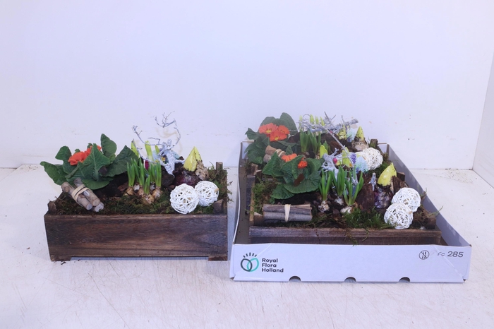 <h4>Arr Tuinplanten</h4>