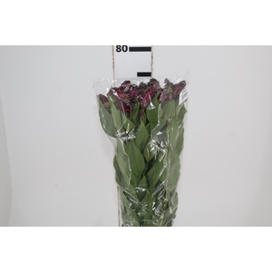 ALSTROEMERIA ROMANCE 080 CM VERMELHO