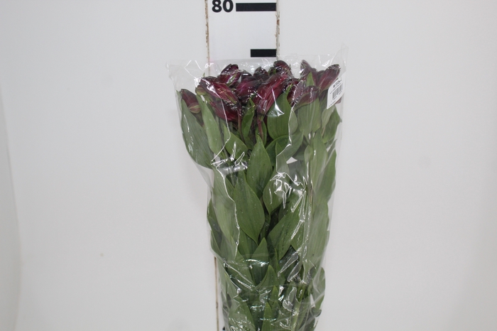 <h4>ALSTROEMERIA ROMANCE 080 CM VERMELHO</h4>