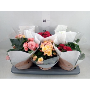 Begonia elat. DU   ...mix
