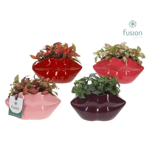 Keramiek Lippen planter met Fittonia