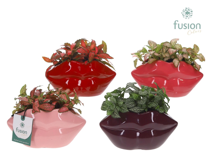 <h4>Keramiek Lippen planter met Fittonia</h4>