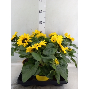 Helianthus an.   ...