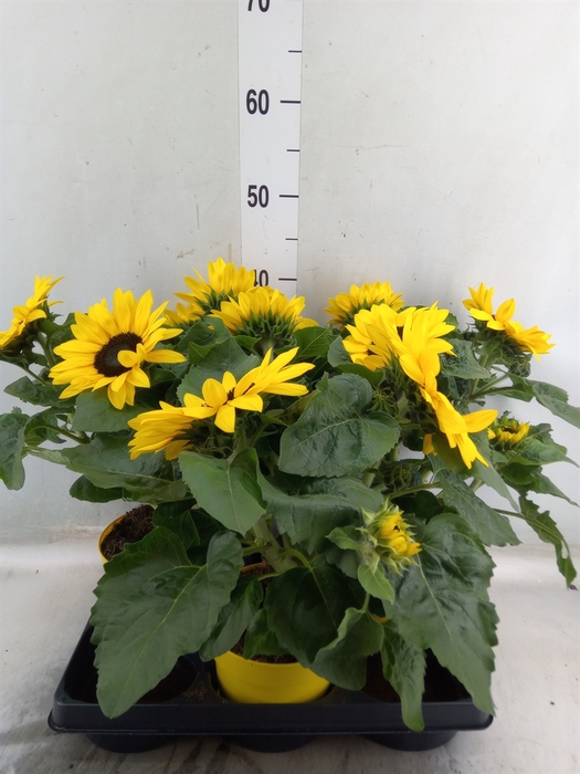 <h4>Helianthus an.   ...</h4>