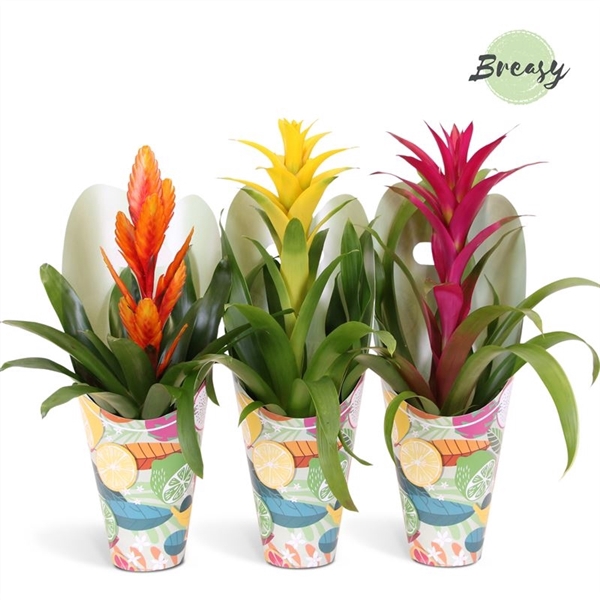 <h4>Bromelia Happy - 12cm in Gift | Mimesis</h4>