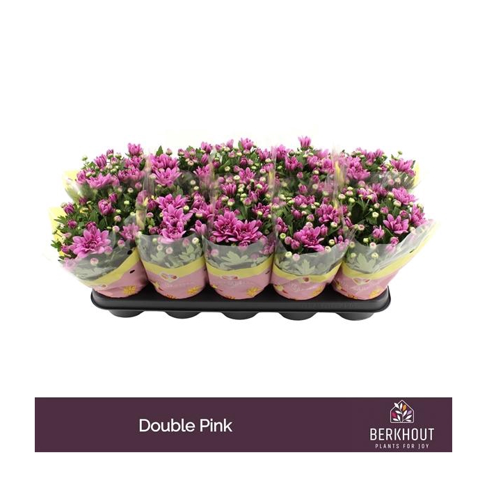 <h4>Chrysant Dynamic</h4>