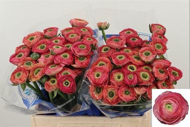 <h4>RAN SU FRAGOLINO</h4>