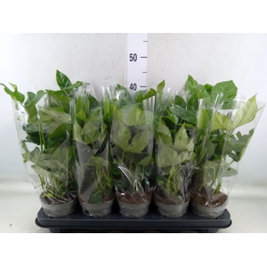 Fatsia japonica   ...