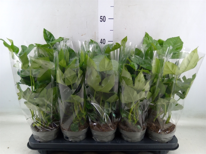<h4>Fatsia japonica   ...</h4>