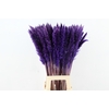 DF Pampas Silvy D.Lilac