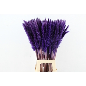 DF Pampas Silvy D.Lilac