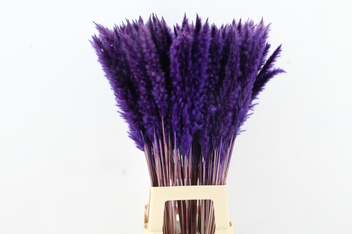 DF Pampas Silvy D.Lilac