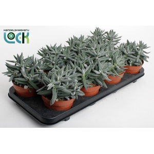 Crassula Silver
