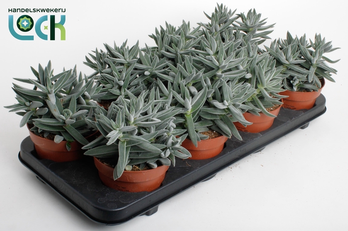 <h4>Crassula Silver</h4>
