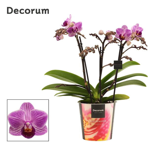 <h4>Phalaenopsis dazzling Dreamer 3-4 tak (Decorum)</h4>