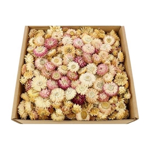 Box Helichrysum Heads L25