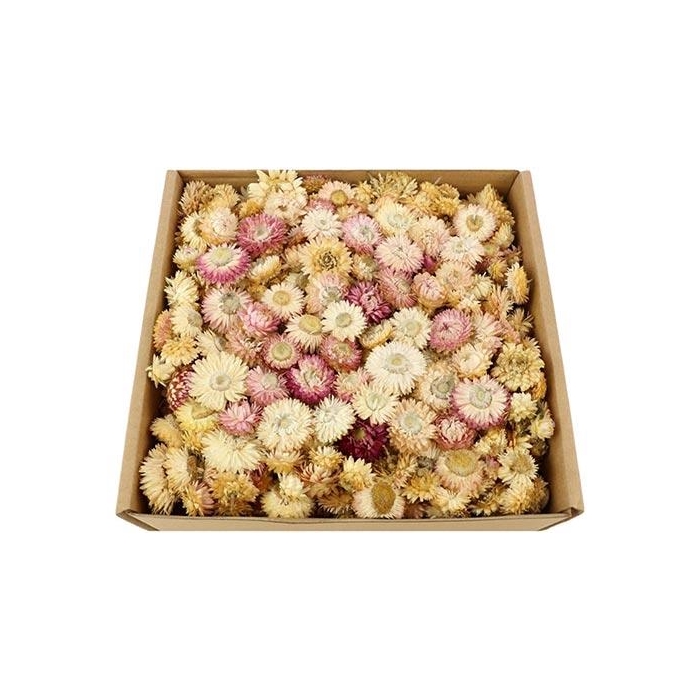 <h4>Box Helichrysum Heads L25</h4>