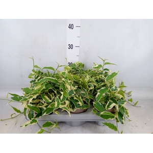 Ficus sagittata