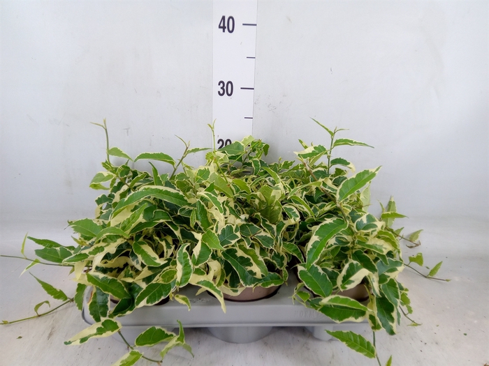 <h4>Ficus sagittata</h4>