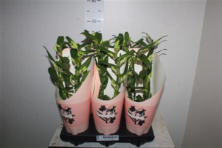 <h4>Dendr N S C Apollon 2 Branches</h4>