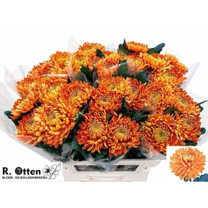 CHRYSANTHEMUM GR 'ASTRO'