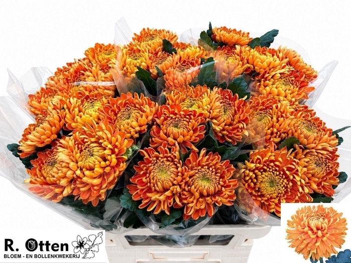 <h4>CHRYSANTHEMUM PL 'ASTRO'</h4>